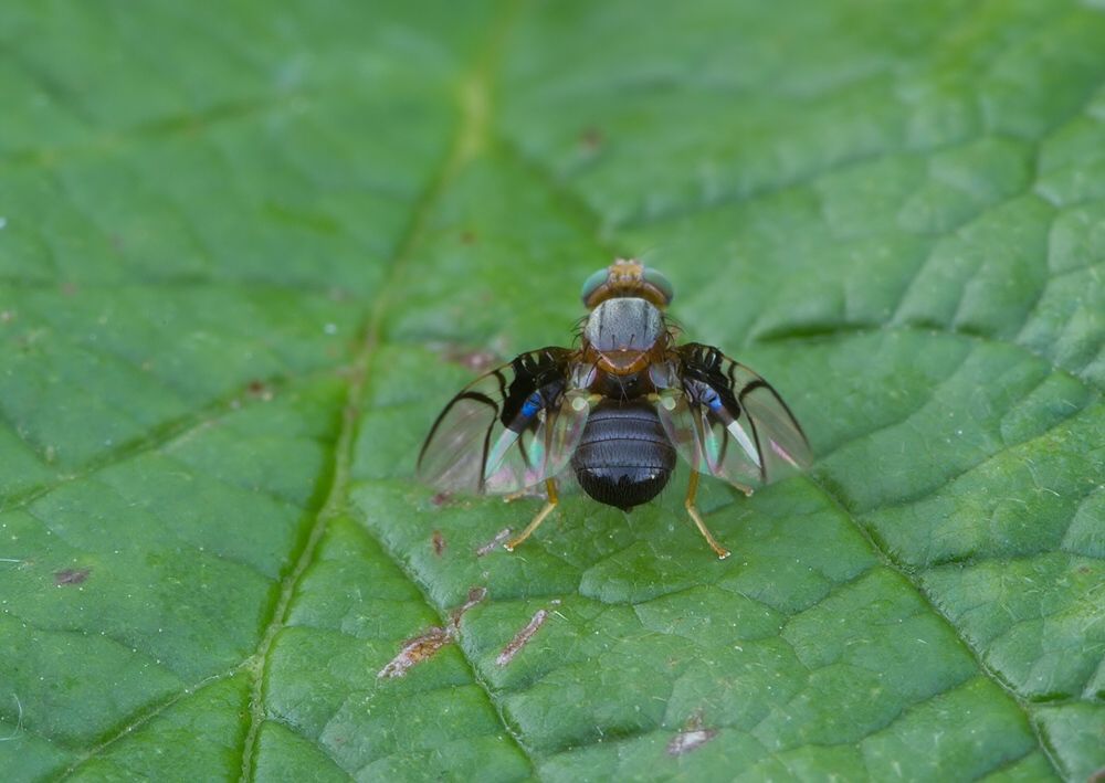 Anomoia purmunda