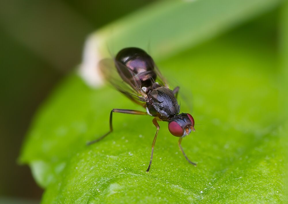 Nemopoda nitidula