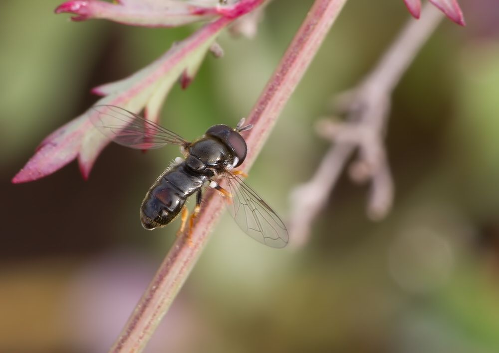 Paragus haemorrhous