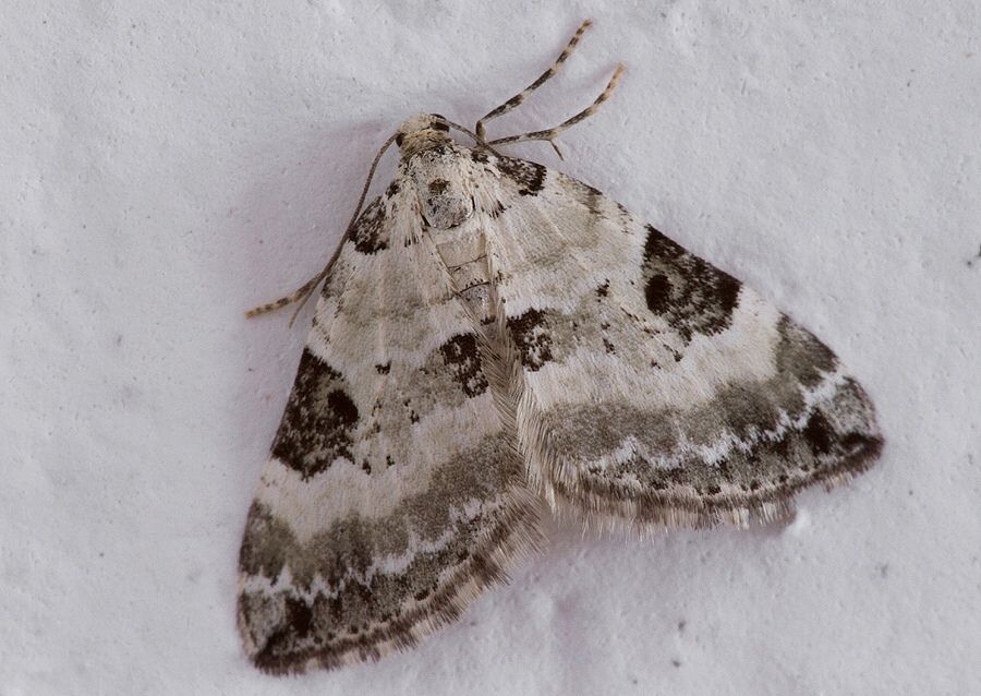 Perizoma blandiata