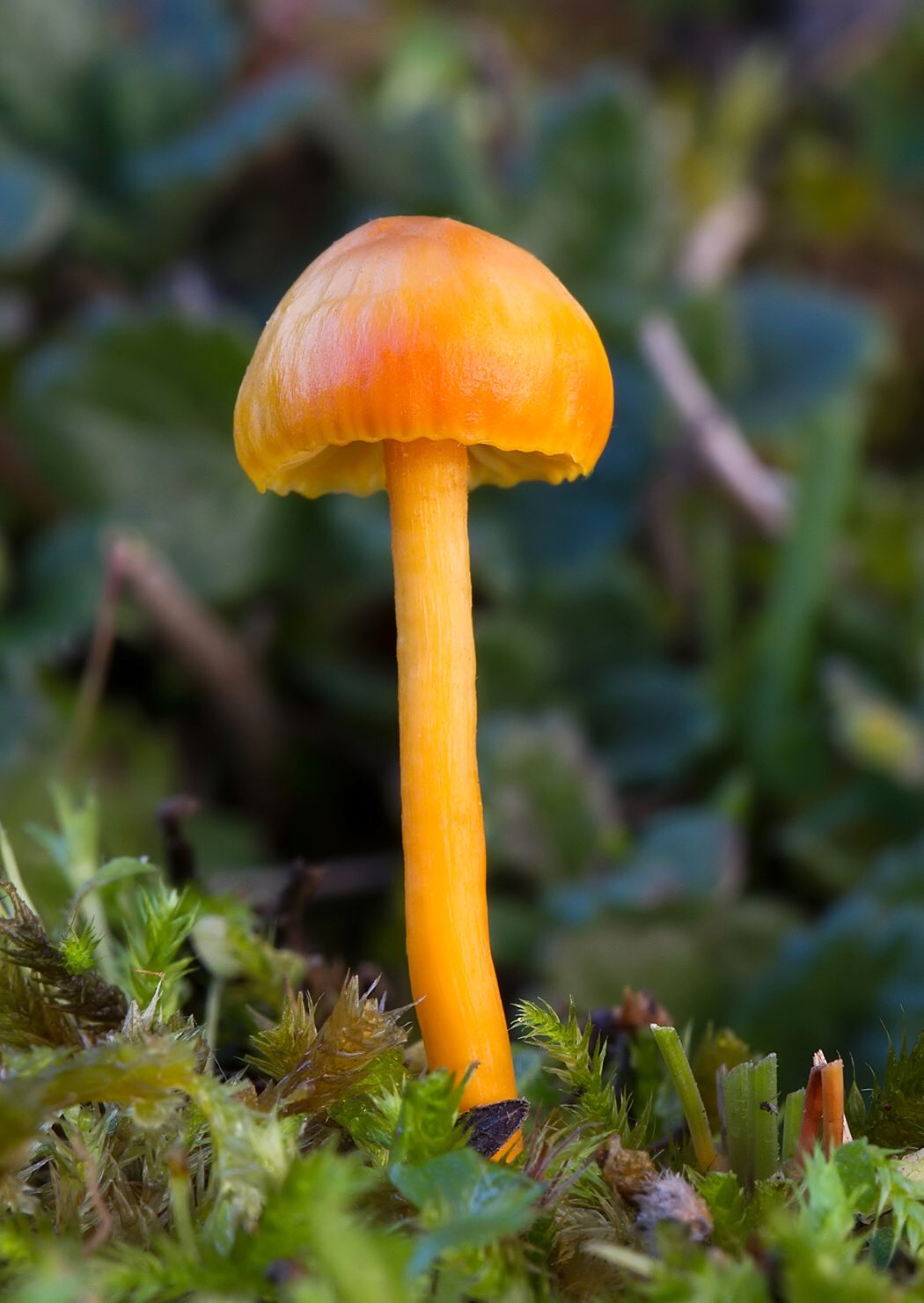 Hygrocybe mucronella