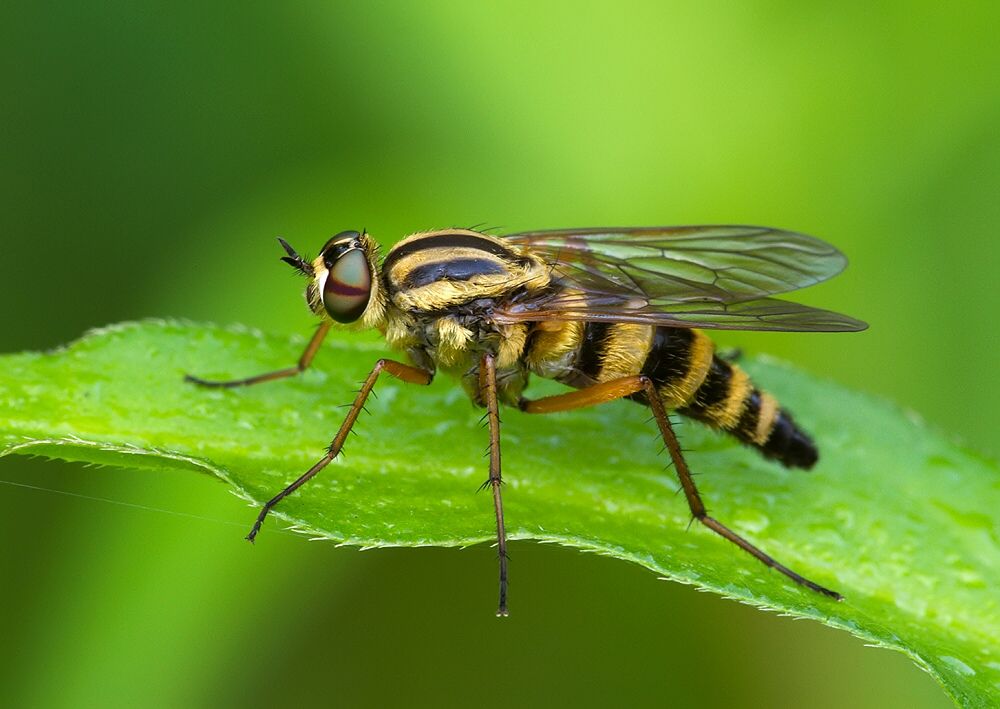 Thereva aurata