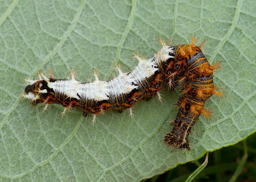 Polygonia c-album