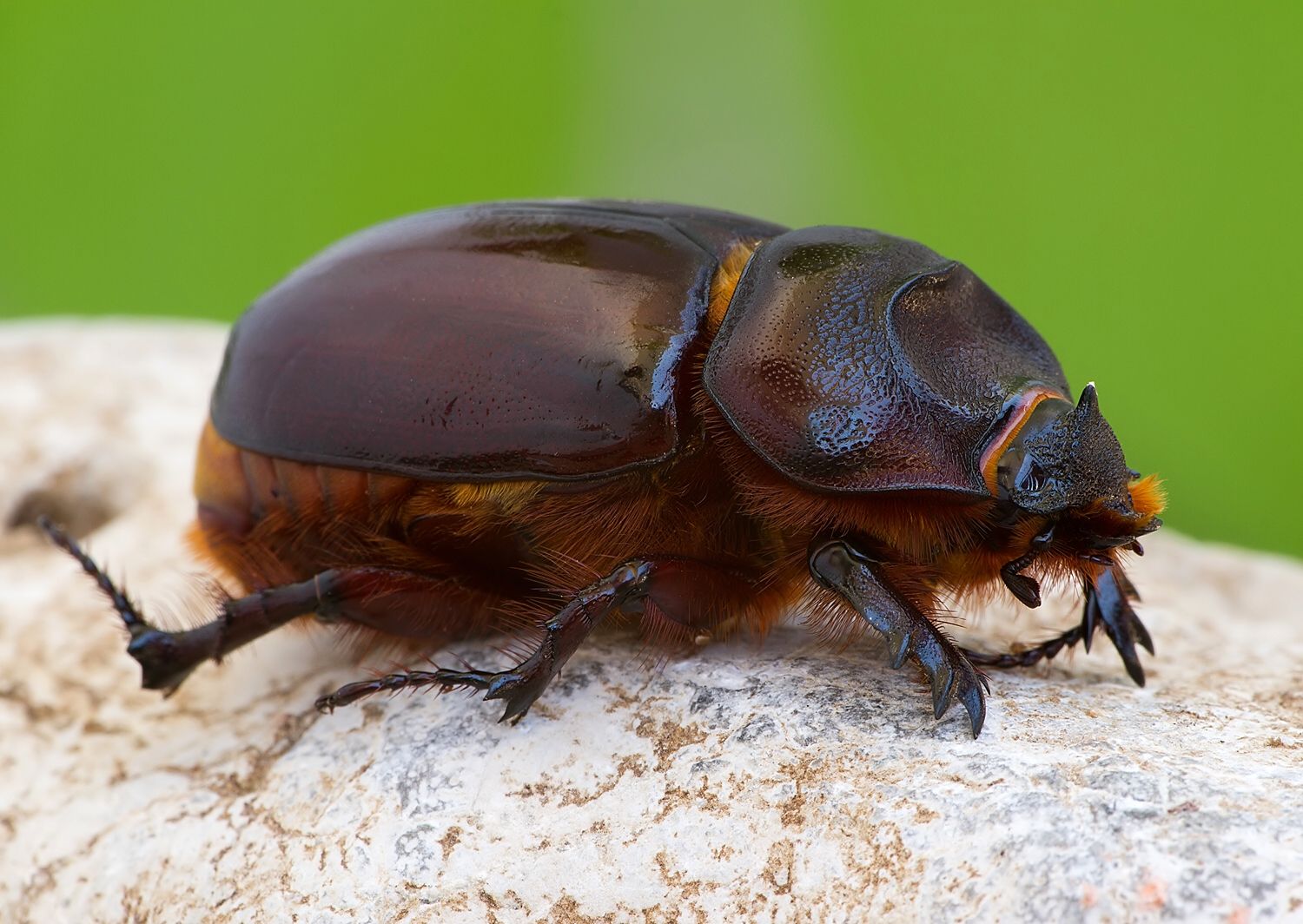 Oryctes nasicornis
