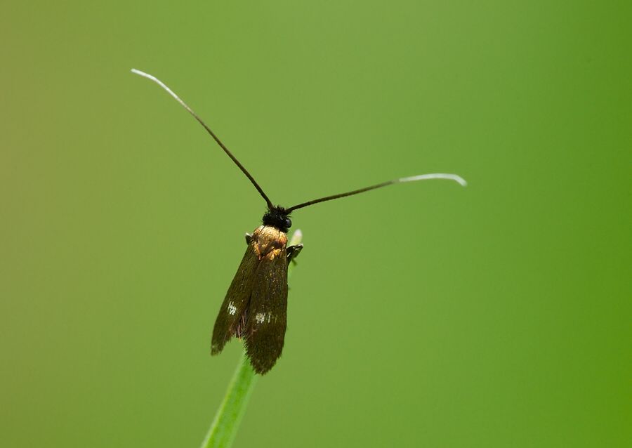 Cauchas rufimitrella
