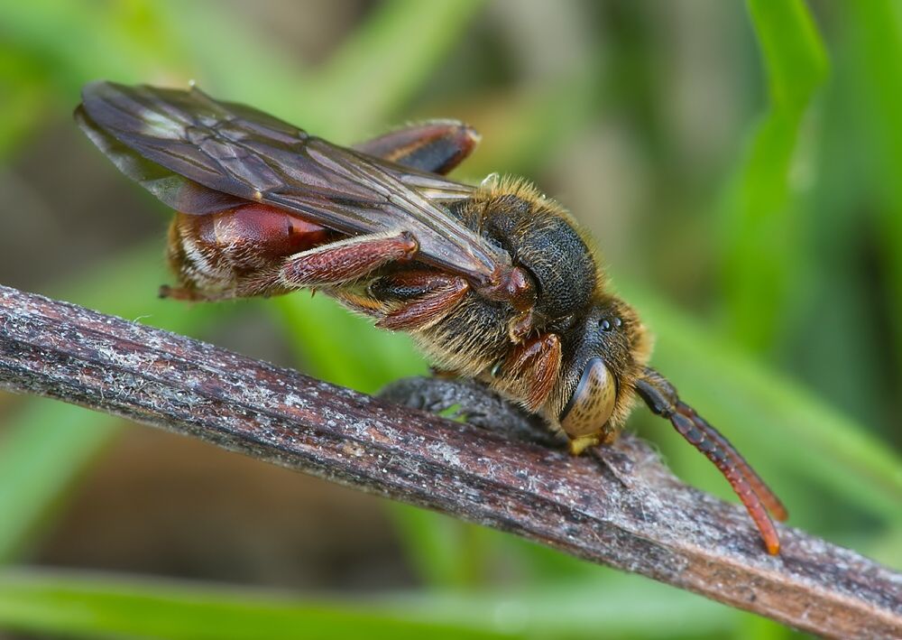 Nomada furva