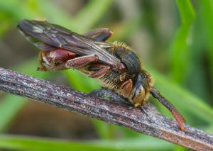 Nomada furva