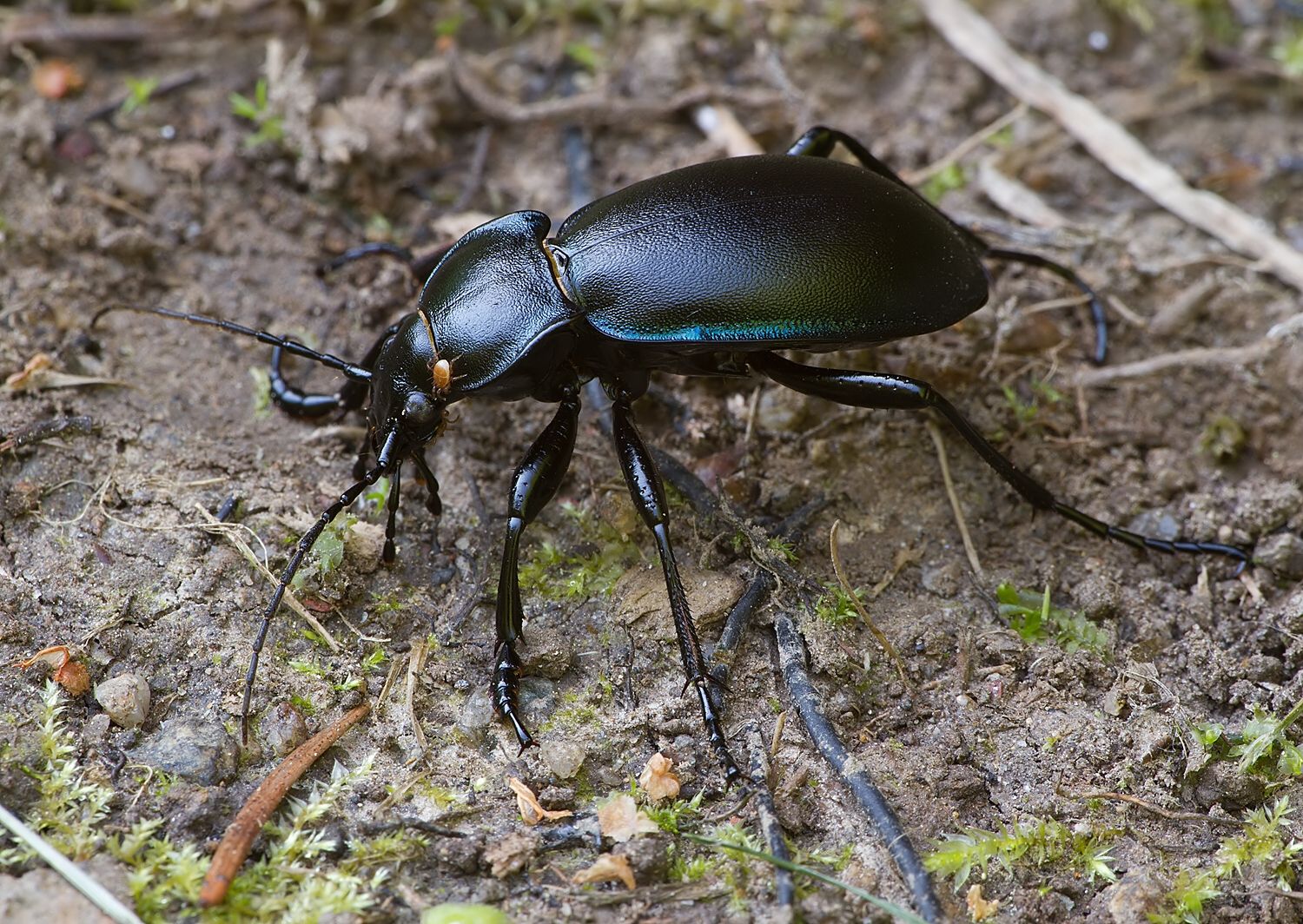 Carabus violaceus