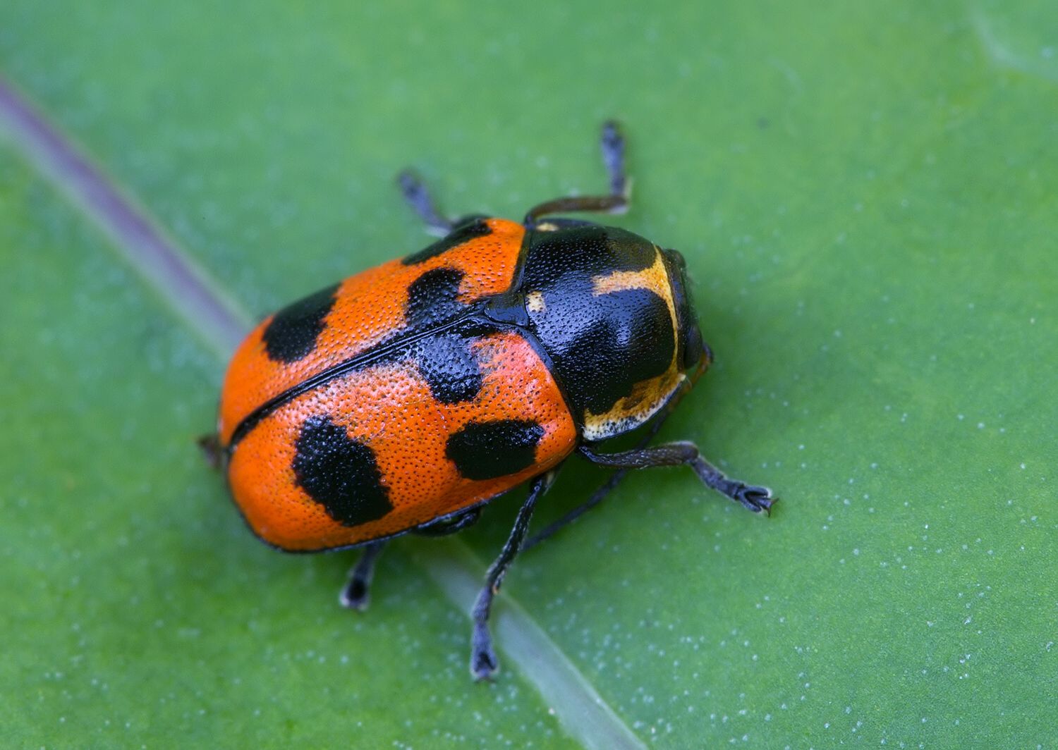 Cryptocephalus quinquepunctatus