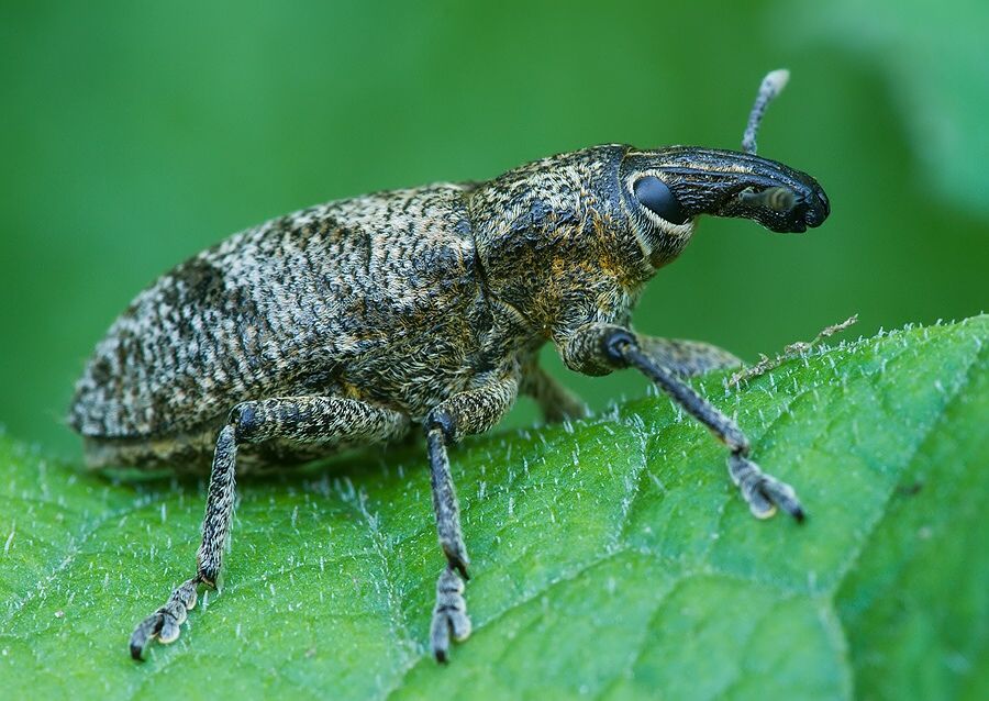 Cleonis pigra