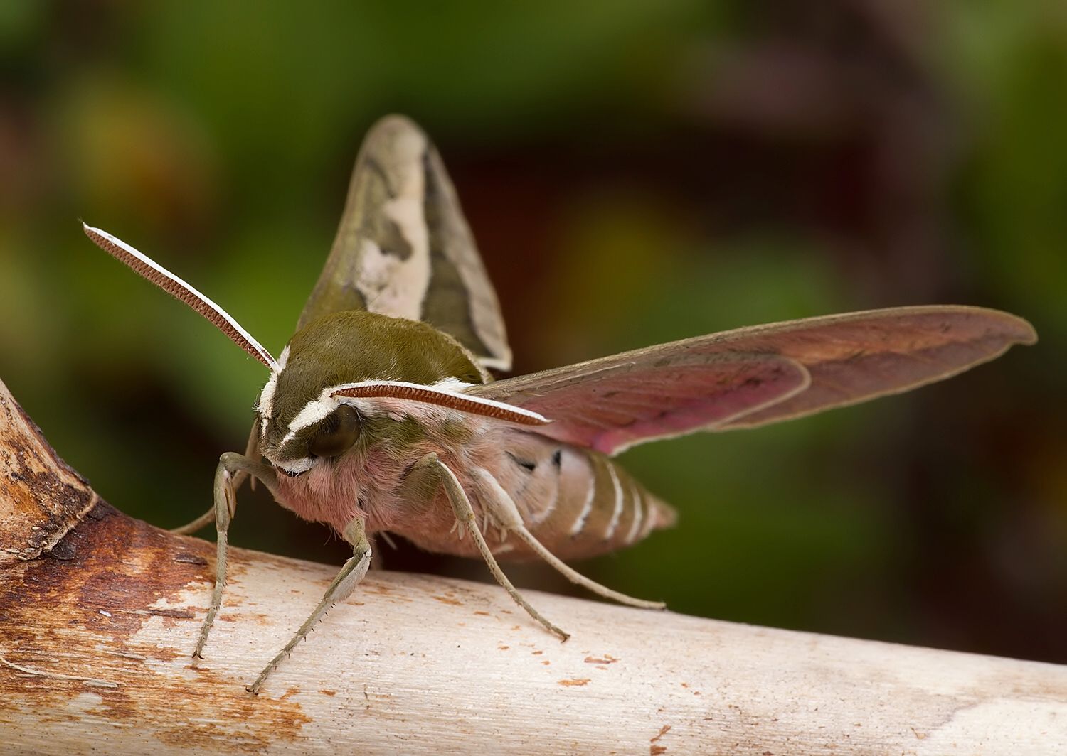 Hyles euphorbiae