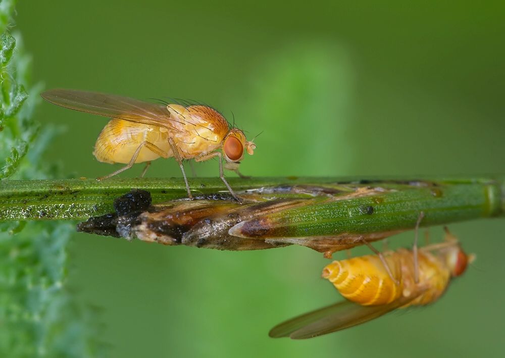 Sapromyzosoma quadricincta cf.