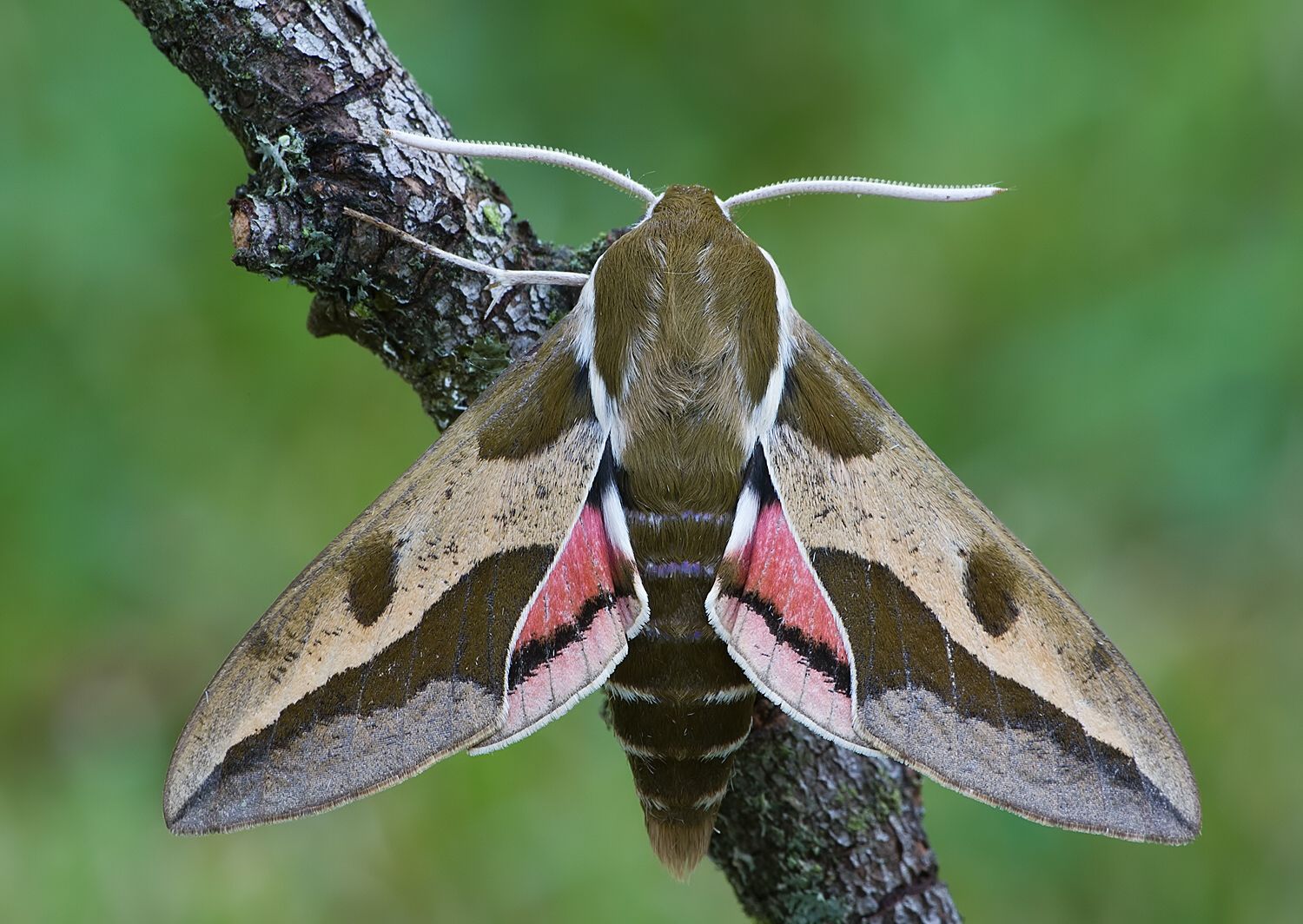 Hyles euphorbiae