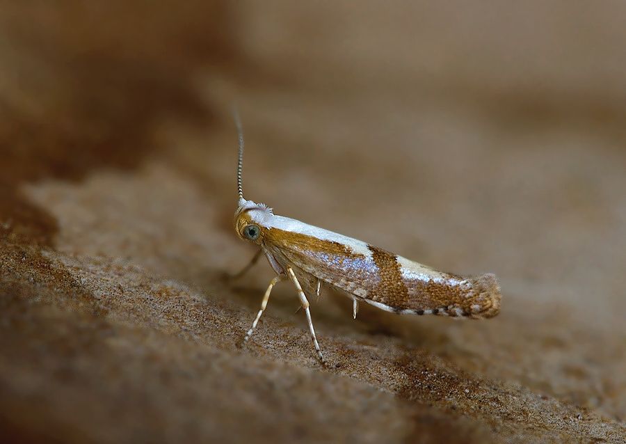 Argyresthia pruniella