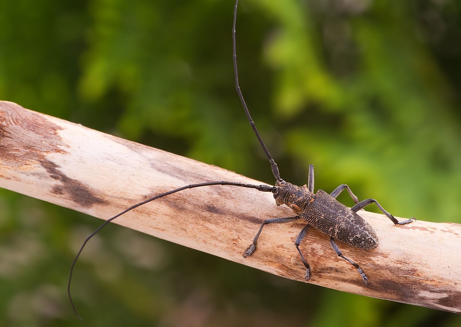 Monochamus galloprovincialis