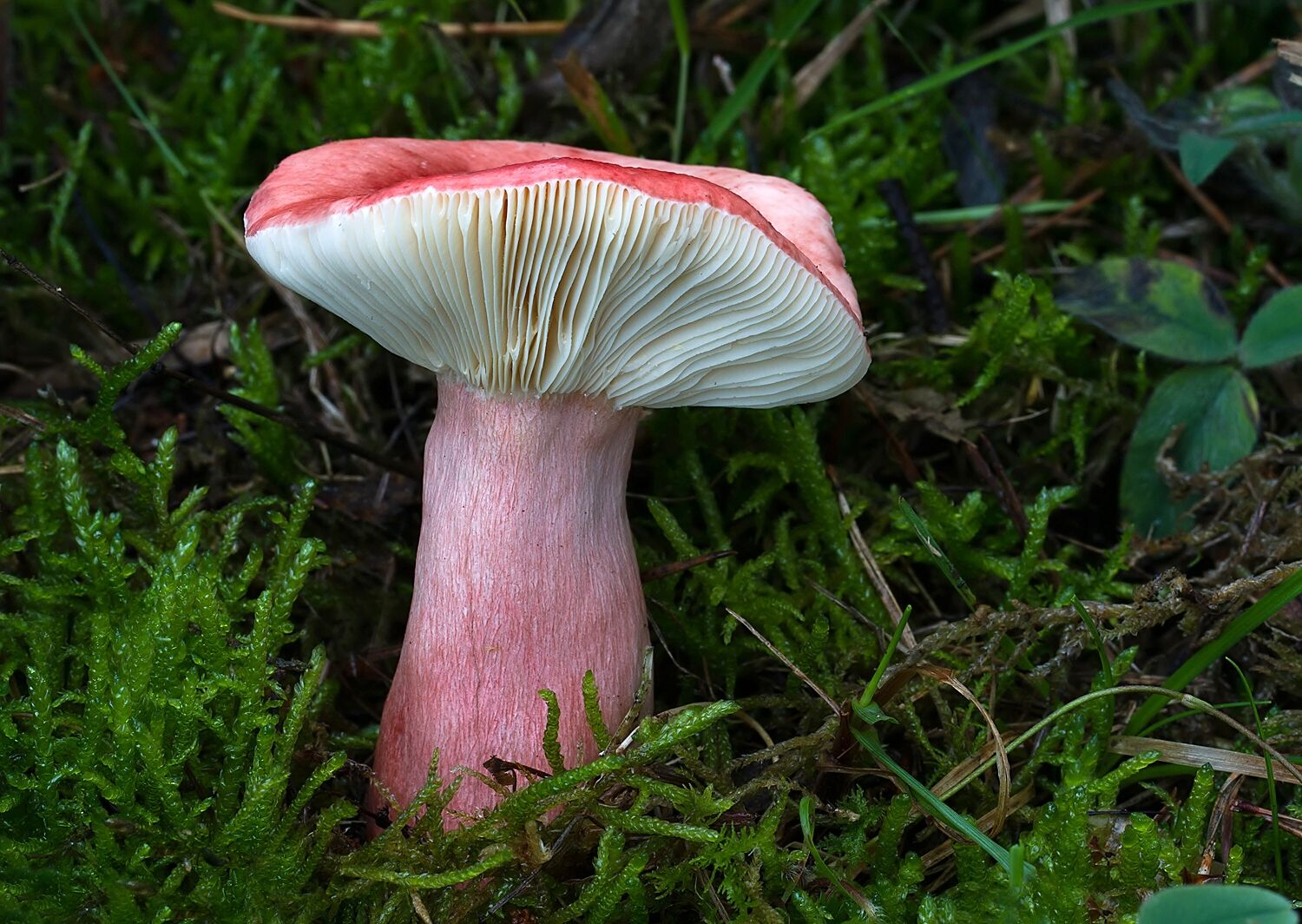 Russula sanguinaria 