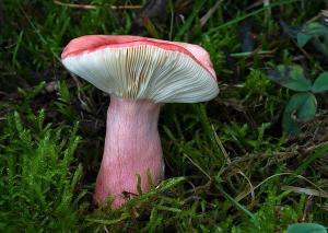 Russula sanguinaria 