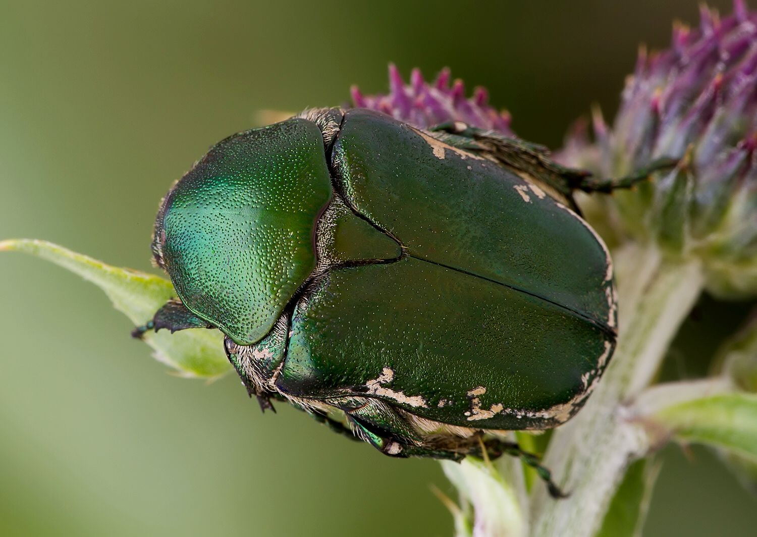 Protaetia ungarica