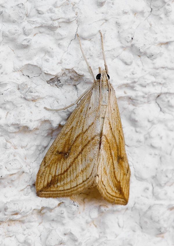 Evergestis forficalis