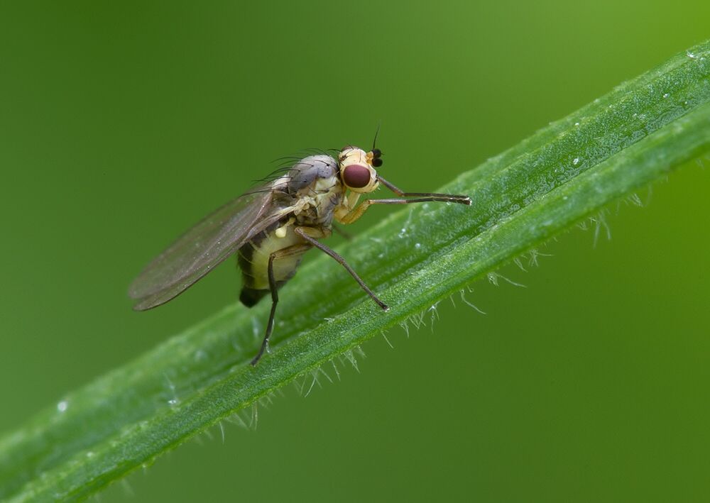 Phytomyza ranunculi