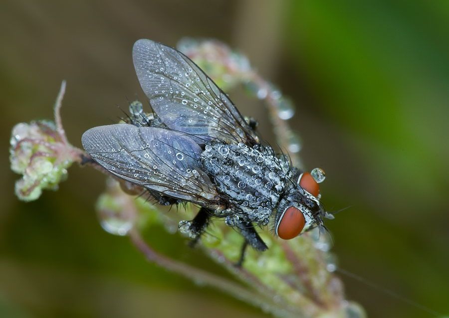 Sarcophaga carnaria