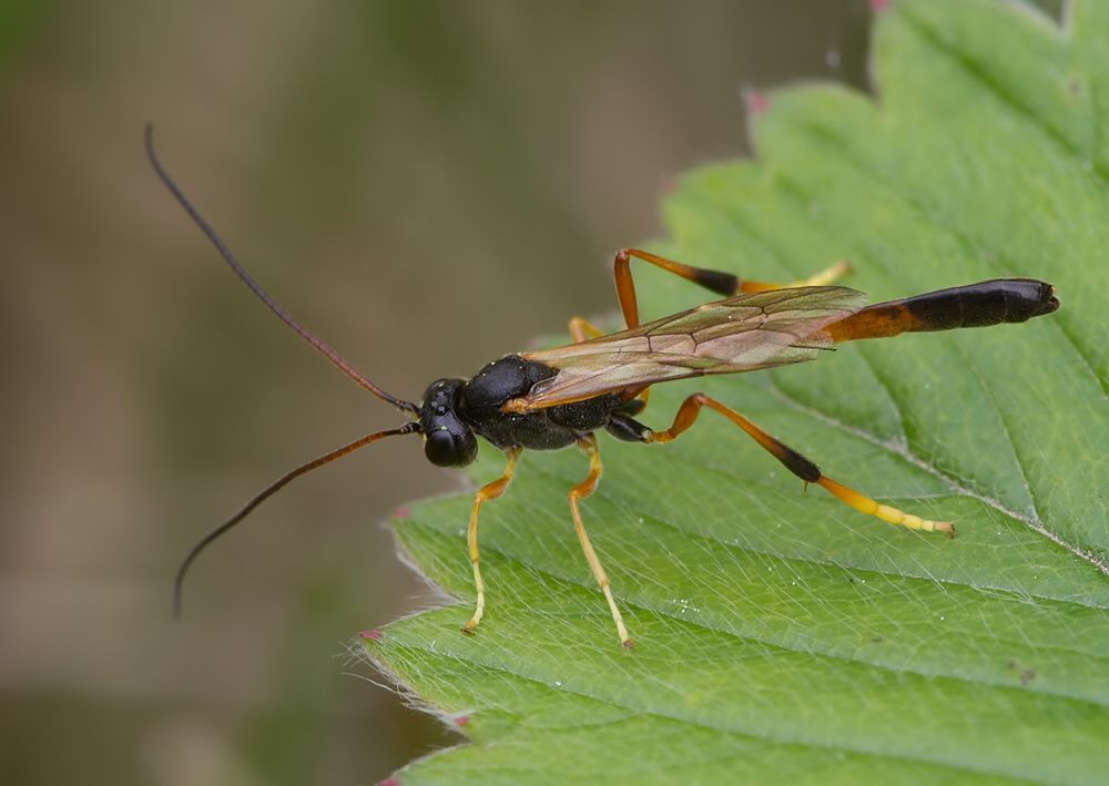 Therion sp.