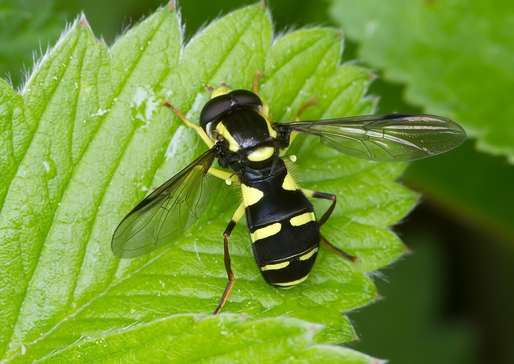 Xanthogramma pedissequum