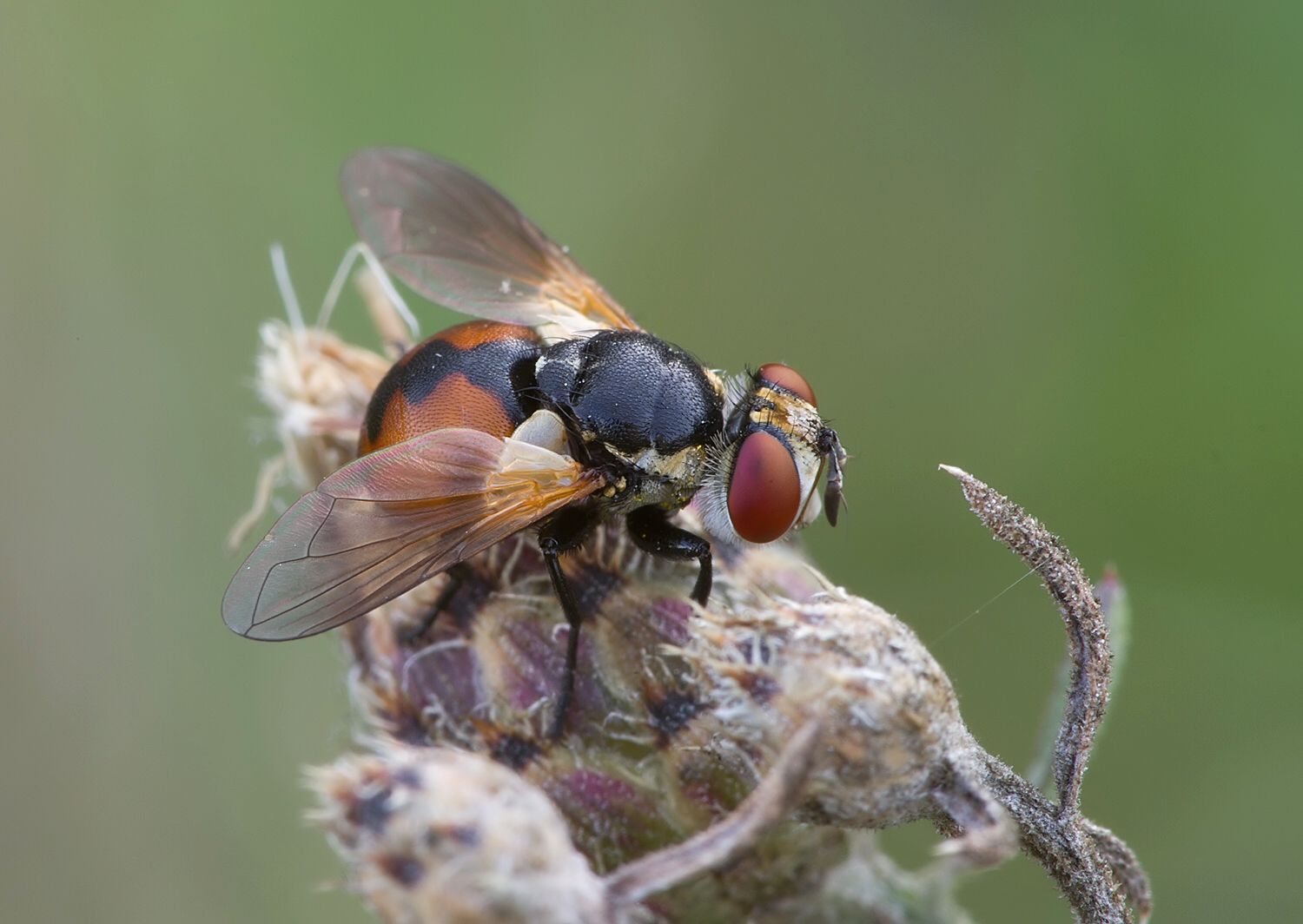 Gymnosoma clavatum