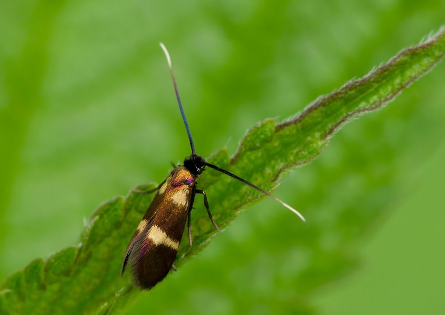 Cauchas fibulella