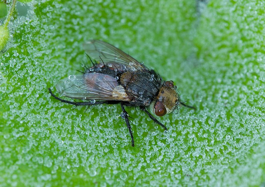 Gonia ornata
