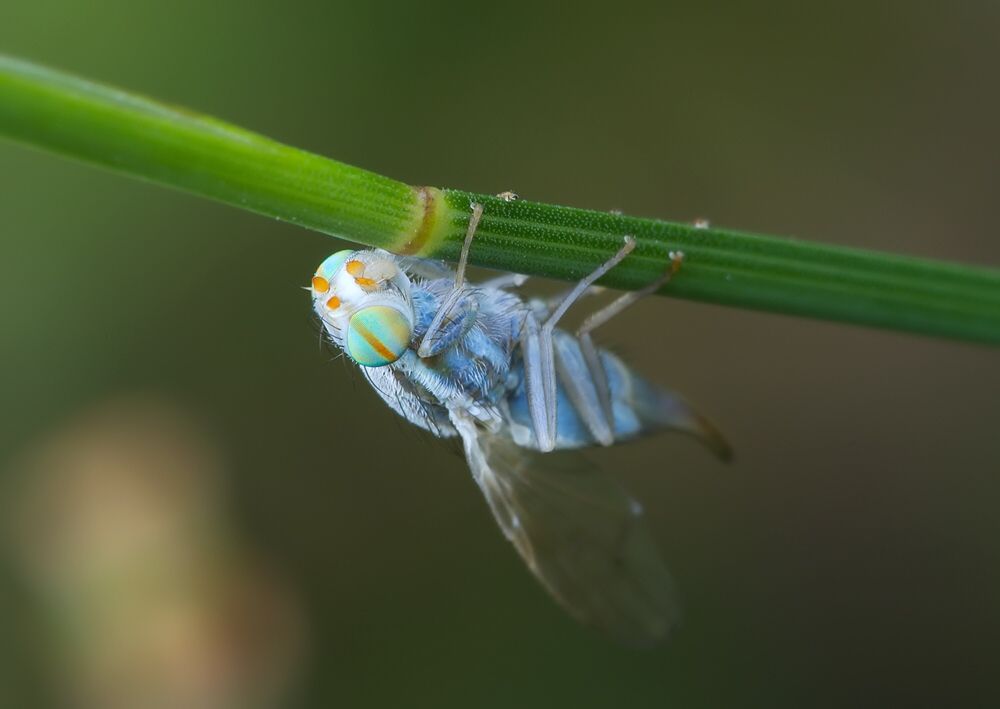 Terellia longicauda