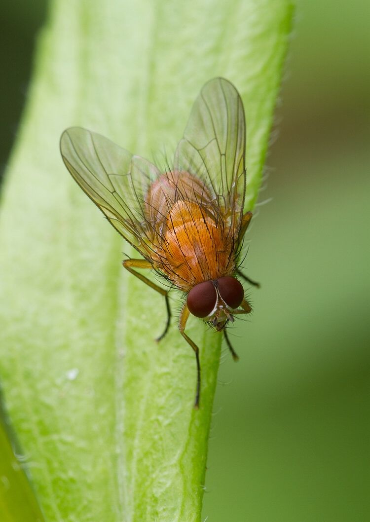 Phaonia pallida