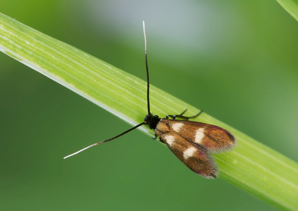 Cauchas fibulella