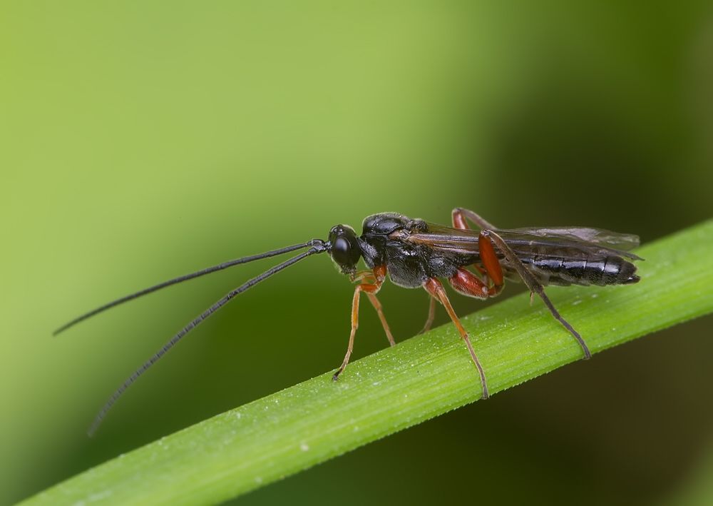 Cratichneumon flavifrons cf.