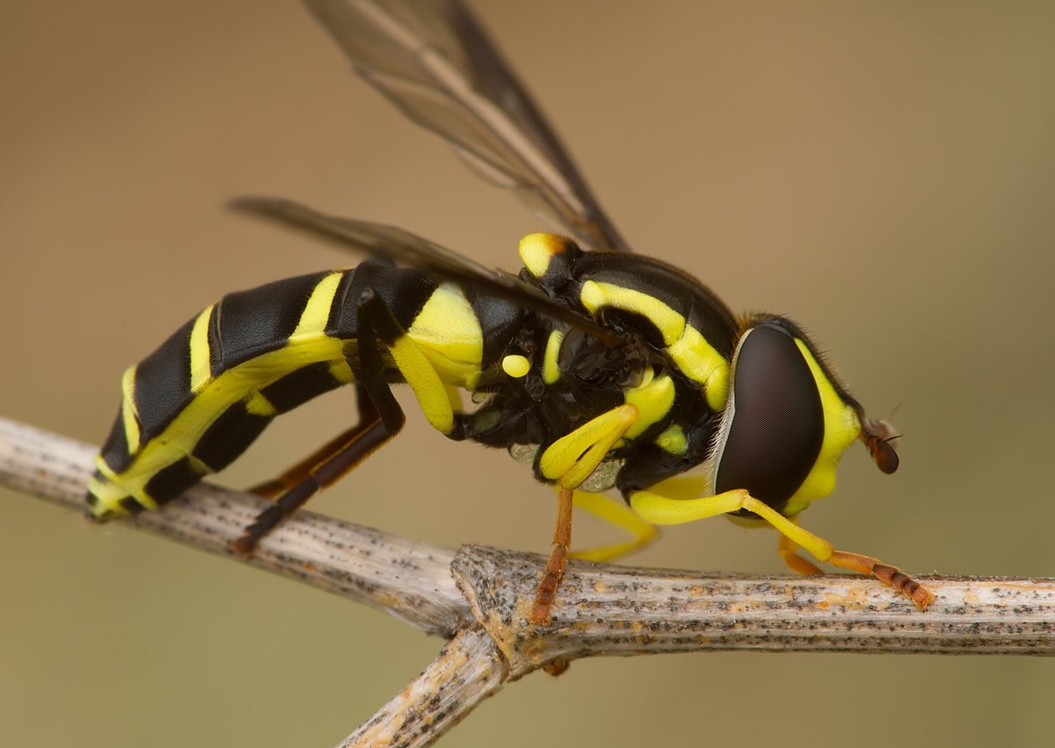 Xanthogramma pedissequum