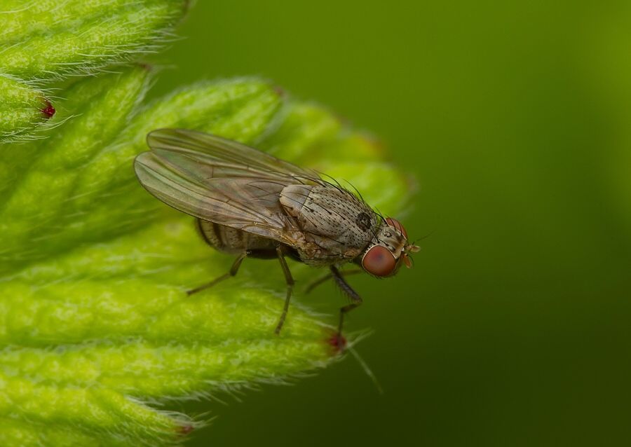 Trixoscelis frontalis
