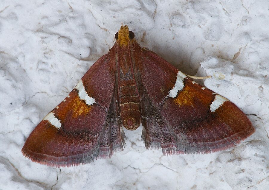 Pyralis regalis