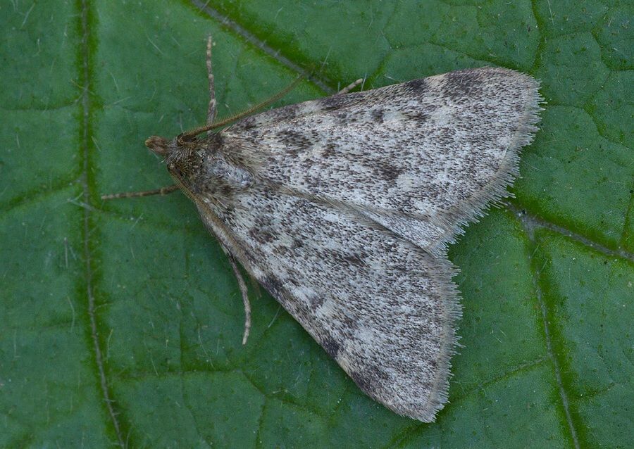 Aglossa pinguinalis