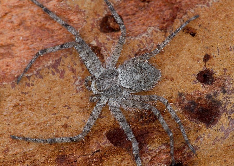 Philodromus margaritatus