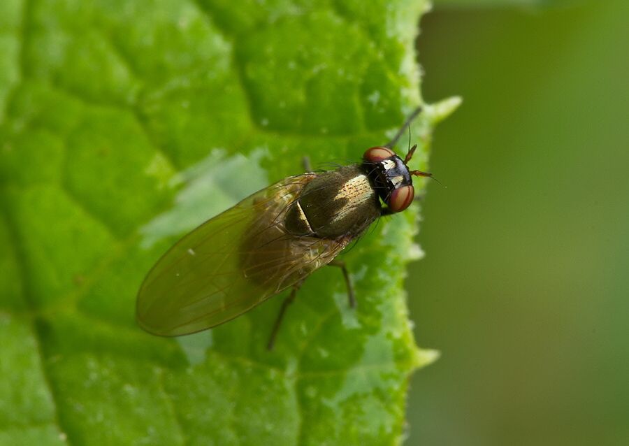 Sapromyza hyalinata