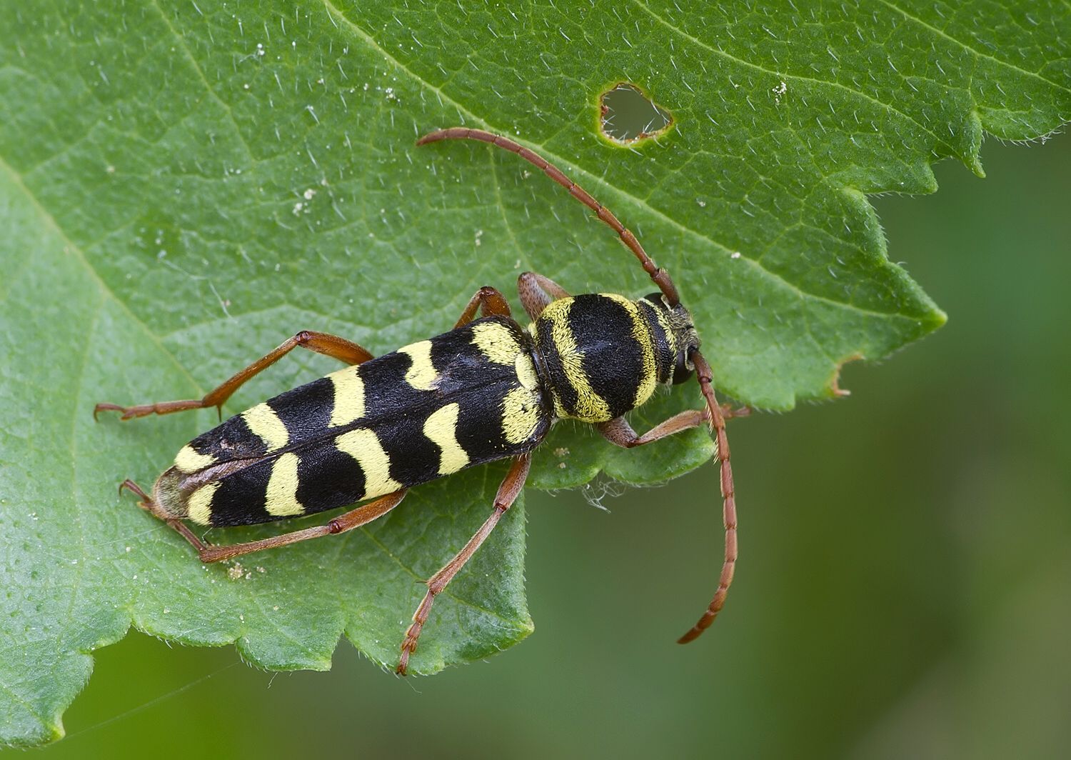 Plagionotus floralis