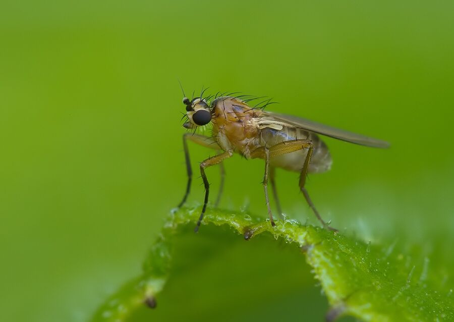 Lonchoptera lutea