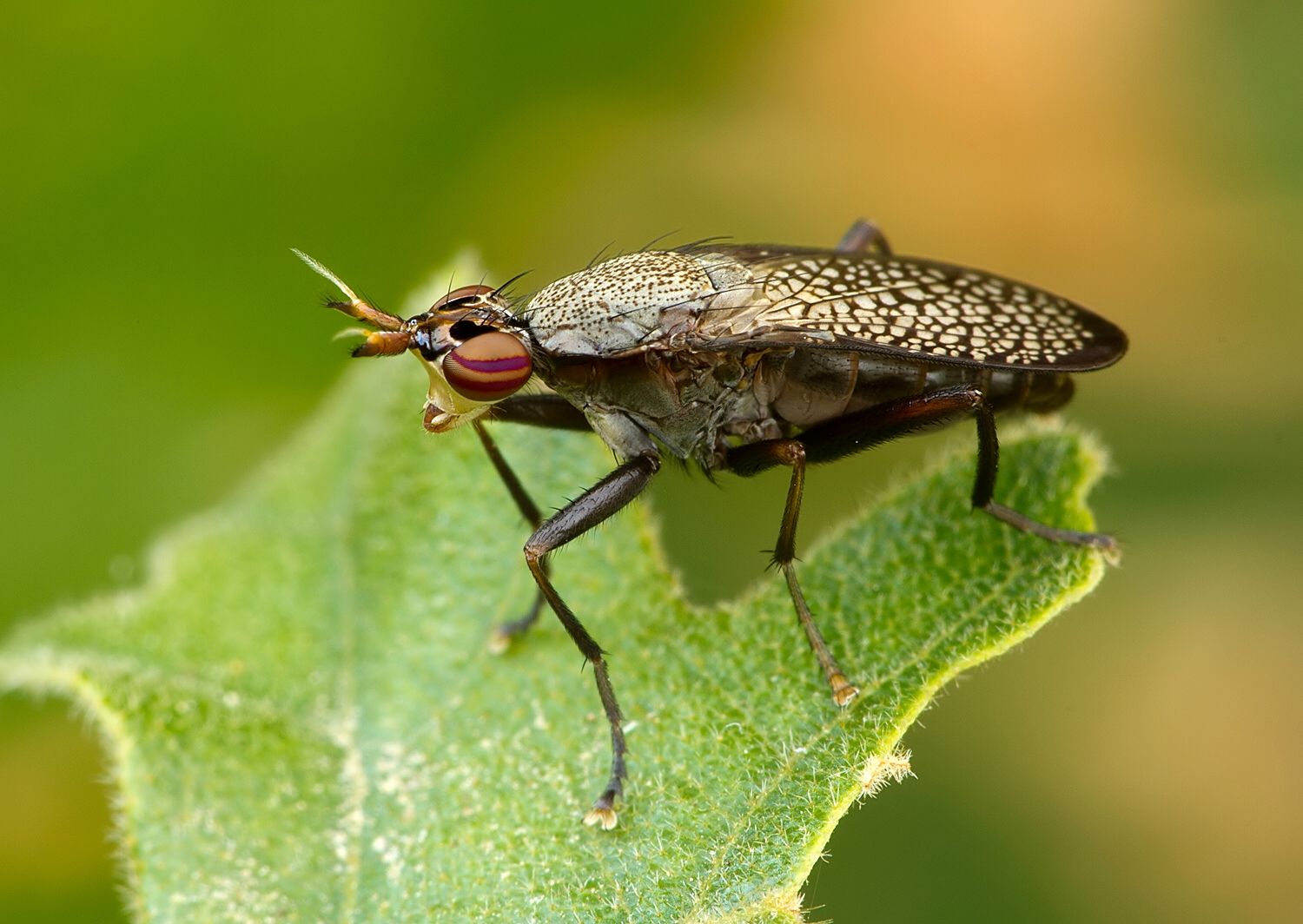 Coremacera marginata