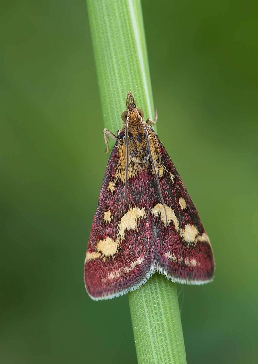 Pyrausta ostrinalis