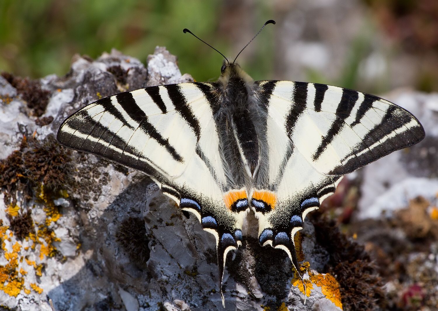Iphiclides podalirius