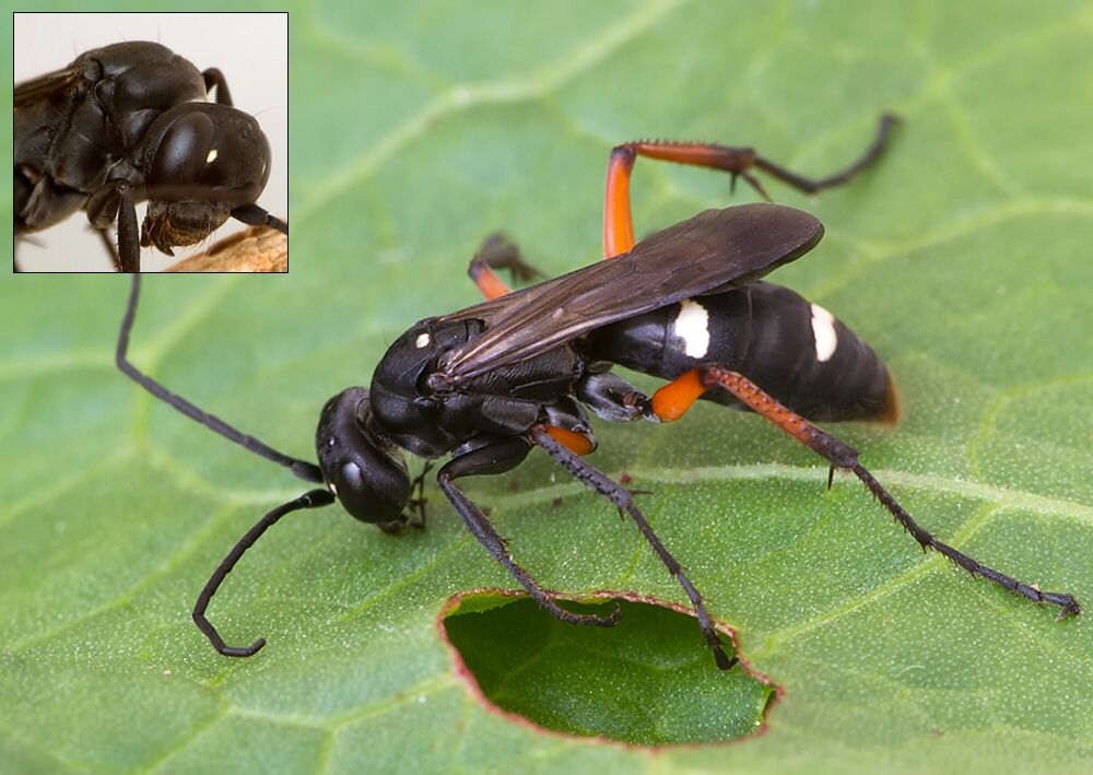 Cryptocheilus versicolor