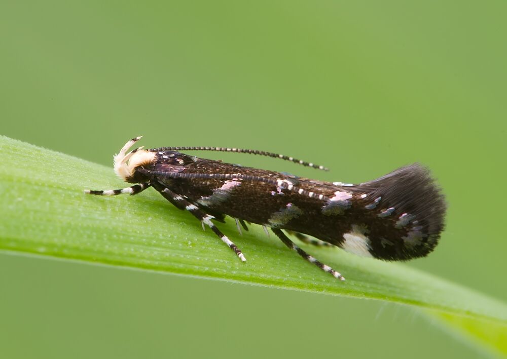 Eteobalea anonymella