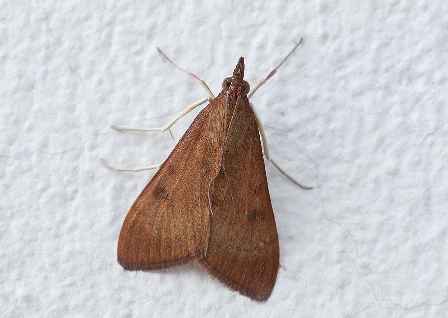 Uresiphita gilvata