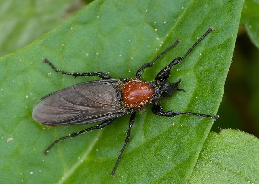 Bibio hortulanus