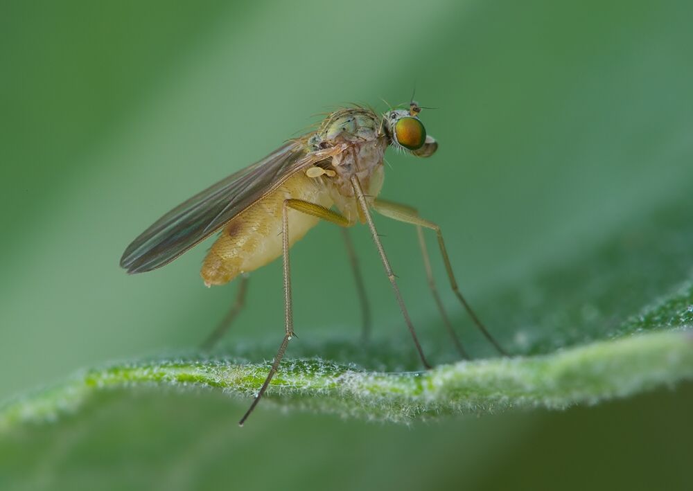 Neurigona quadrifasciata